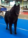n°15 Eagle Black des perles noires 5560
